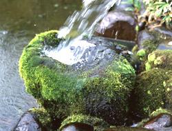 苔の生えた石に湧き水が当たってしぶきをあげている写真